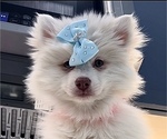 Puppy Princess Belle Pomsky
