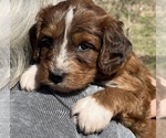 Puppy 4 Aussiedoodle Miniature 
