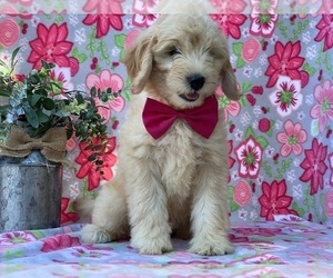 Goldendoodle (Miniature) Puppy for sale in LANCASTER, PA, USA