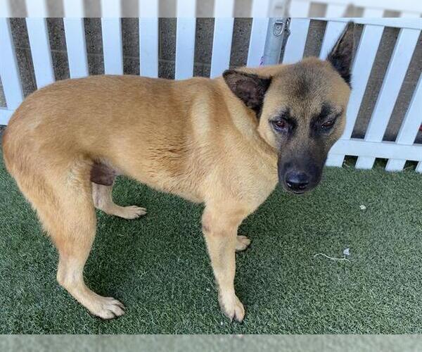 Medium Photo #1 German Shepherd Dog-Unknown Mix Puppy For Sale in Modesto, CA, USA