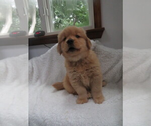 Golden Retriever Puppy for sale in MECHANICSVILLE, MD, USA