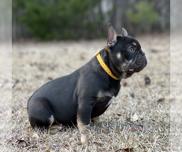 Medium Photo #3 French Bulldog Puppy For Sale in LOCUST GROVE, GA, USA