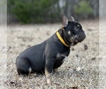 Small Photo #3 French Bulldog Puppy For Sale in LOCUST GROVE, GA, USA