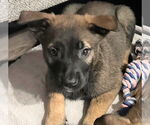Small #1 German Shepherd Dog Mix