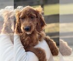 Small Photo #3 Irish Doodle Puppy For Sale in Pacolet, SC, USA