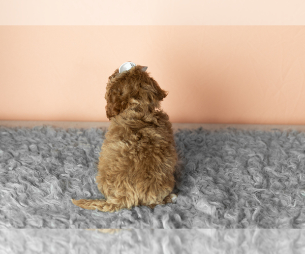 Medium Photo #4 Cavapoo mix (+ Poodle Miniature) Puppy For Sale in MILLERSBURG, IN, USA