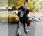 Small Photo #3 Great Dane Puppy For Sale in Bullard, TX, USA