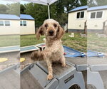 Small #5 Poodle (Miniature)