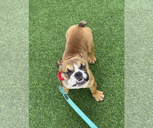 Braydee - Female Bulldog Dog for Adoption - Photo #3