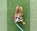 Small Photo #3 Bulldog Puppy For Sale in Lighthouse Point, FL, USA