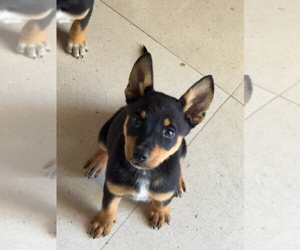 Medium Photo #1 Mutt Puppy For Sale in Dana Point, CA, USA