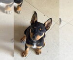 Small Mutt