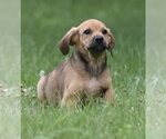 Small Retriever  Mix