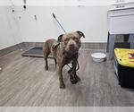 Small American Pit Bull Terrier