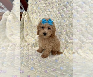 Maltipoo Puppy for sale in BELDING, MI, USA