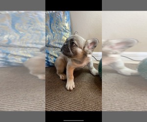 French Bulldog Puppy for sale in HOLLYWOOD, FL, USA