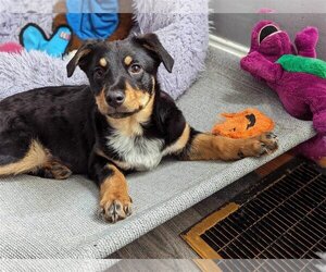 Australian Shepherd-Unknown Mix Dogs for adoption in Germantown, OH, USA