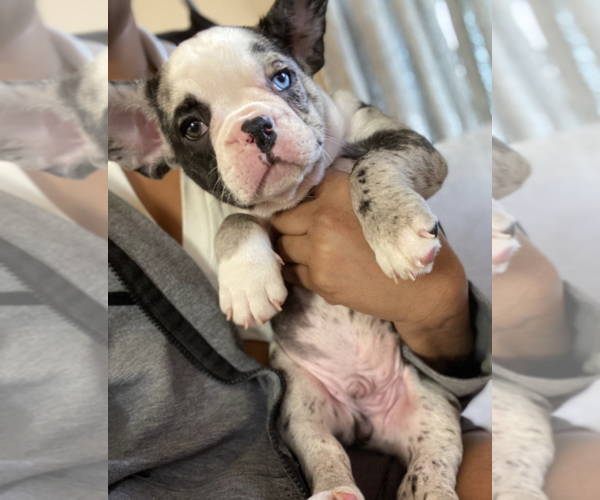 Medium Photo #28 French Bulldog Puppy For Sale in KENDALL PARK, NJ, USA
