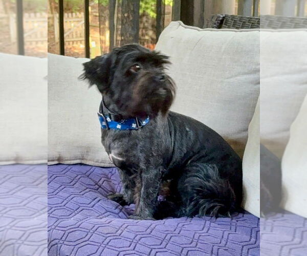 Medium Photo #4 Shih Tzu-Unknown Mix Puppy For Sale in Mooresville, NC, USA