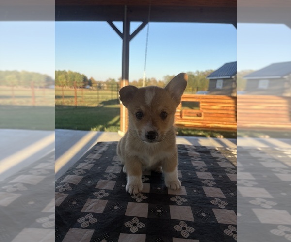 Medium Photo #1 Pembroke Welsh Corgi Puppy For Sale in BEDFORD, IN, USA