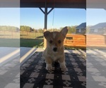 Gunner - Male Pembroke Welsh Corgi Puppy for Sale - Small photo