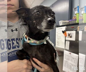 Medium Chihuahua Mix