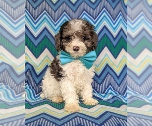 Poodle (Miniature) Puppy for sale in RISING SUN, MD, USA