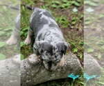 Small #2 Catahoula Leopard Dog