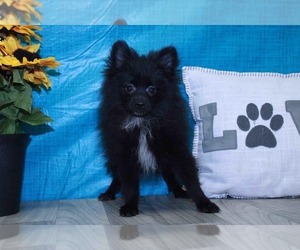 Pomeranian Puppy for sale in MARIETTA, GA, USA