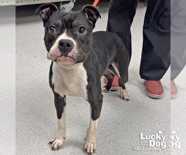 Medium Photo #3 Mutt Puppy For Sale in Washington, DC, USA