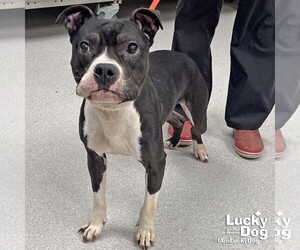 Lil Bit - Female Mutt Dog for Adoption - Photo #2