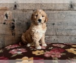Small Photo #2 Goldendoodle Puppy For Sale in VERMONTVILLE, MI, USA
