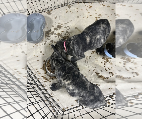 Medium Photo #8 Mastiff Puppy For Sale in AXTELL, TX, USA