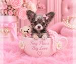 Financing - Female Chihuahua Puppy for Sale - Photo #21