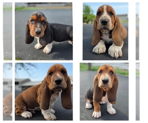 Basset Hound Puppy for Sale in GREENLEAF, Wisconsin USA