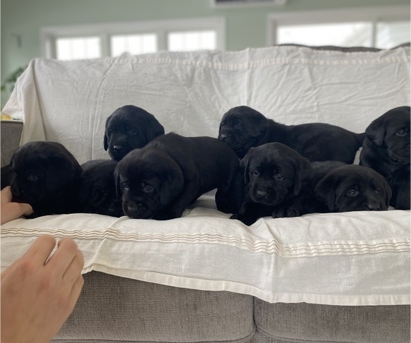 Medium Photo #1 Labrador Retriever Puppy For Sale in NEW HOLLAND, PA, USA