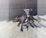 Small #19 Labrador Retriever Mix