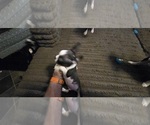 Small #7 Boston Terrier