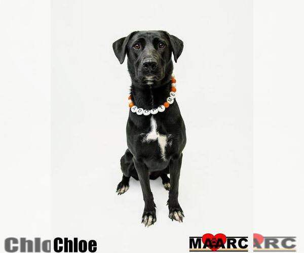Medium Photo #4 Labrador Retriever-Unknown Mix Puppy For Sale in Maryville, TN, USA