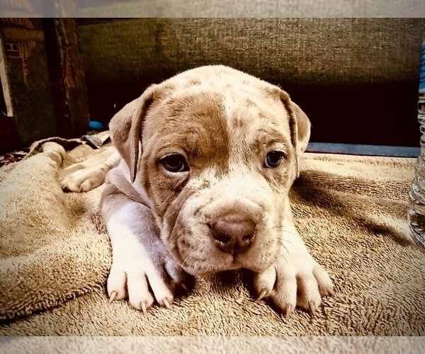 Medium Photo #2 American Bully Puppy For Sale in GROVE CITY, MN, USA