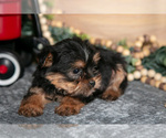 Small #2 Yorkshire Terrier