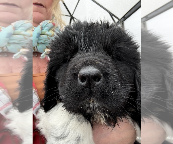 Medium Photo #5 Newfoundland Puppy For Sale in SAXTONS RIVER, VT, USA