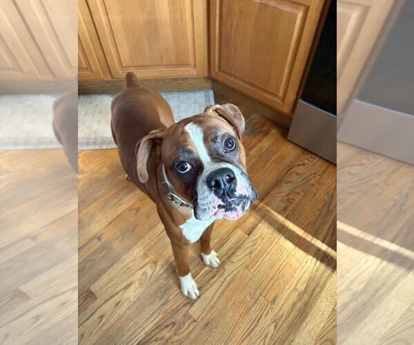 Medium Photo #3 Boxer Puppy For Sale in Woodbury, MN, USA