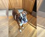 Small #2 Boxer