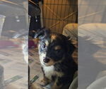 Small Pomeranian Mix