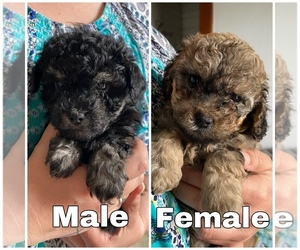 Poodle (Toy) Puppy for sale in WILLIAMSBURG, IA, USA