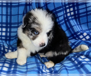 Australian Shepherd Puppy for sale in AKRON, OH, USA
