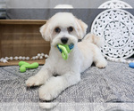 Small Photo #1 Havanese Puppy For Sale in SYRACUSE, IN, USA