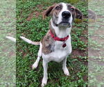 Small #1 Mountain Cur Mix