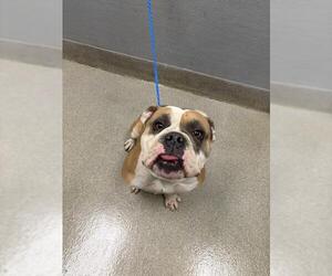 Bulldog-Unknown Mix Dogs for adoption in Las Vegas, NV, USA